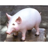 Create a Pig